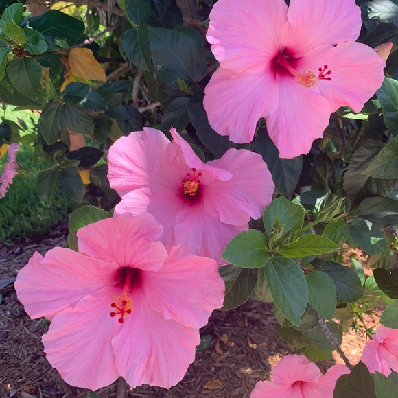 Meet your Posher, Bianca - Picture 1 of 1